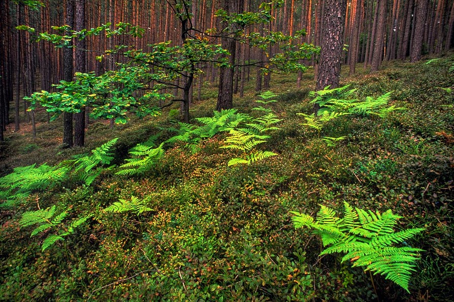 Im Kiefernwald (bearbeitet)