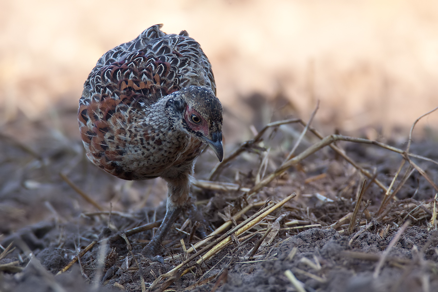 junger Fasan (Phasianus colchicus) bei der Nahrungssuche