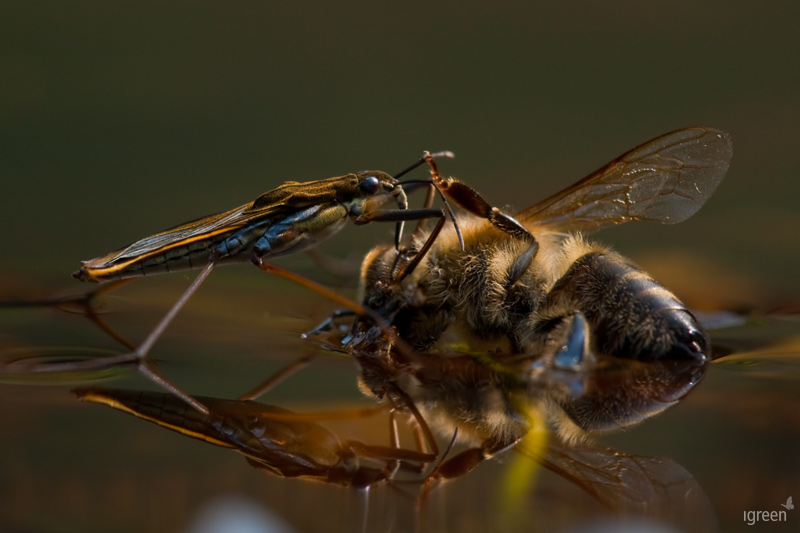 Wassläufer an Biene