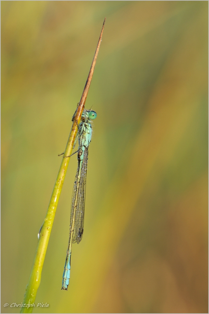 Gemeine Becherjungfer (Enallagma cyathigerum)