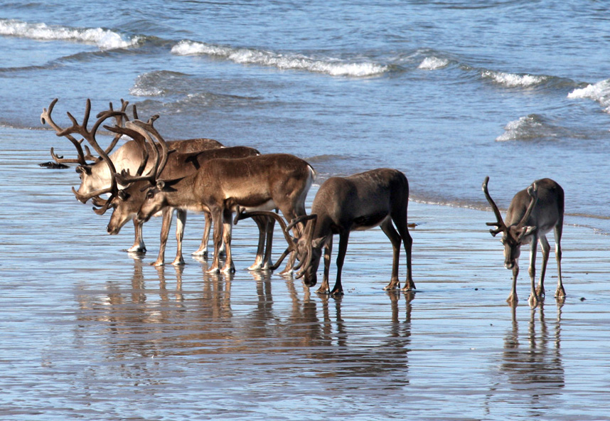 Rentiere am Strand