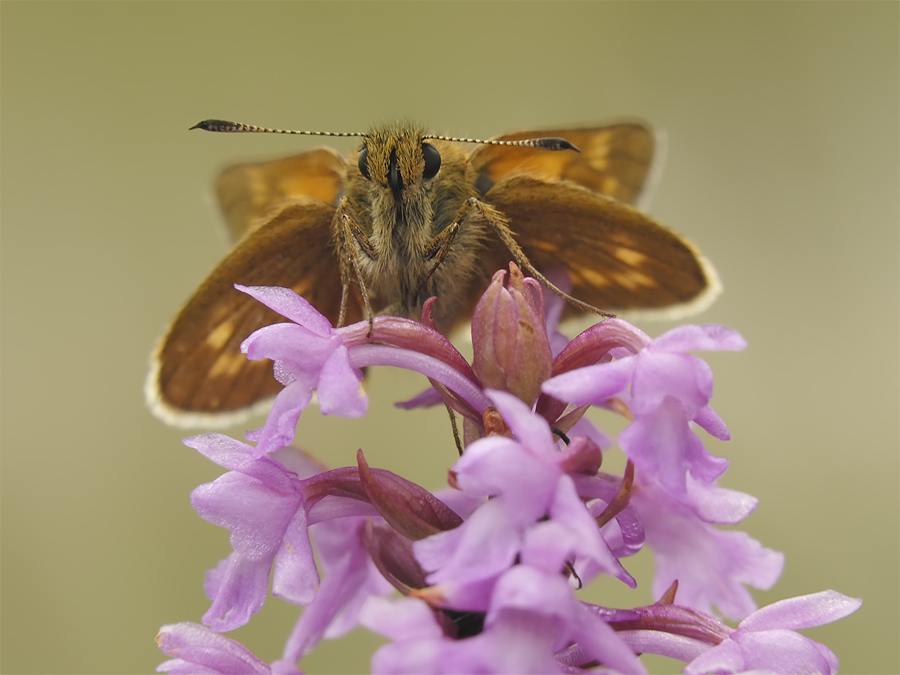 Bockkäfer in Orchidee