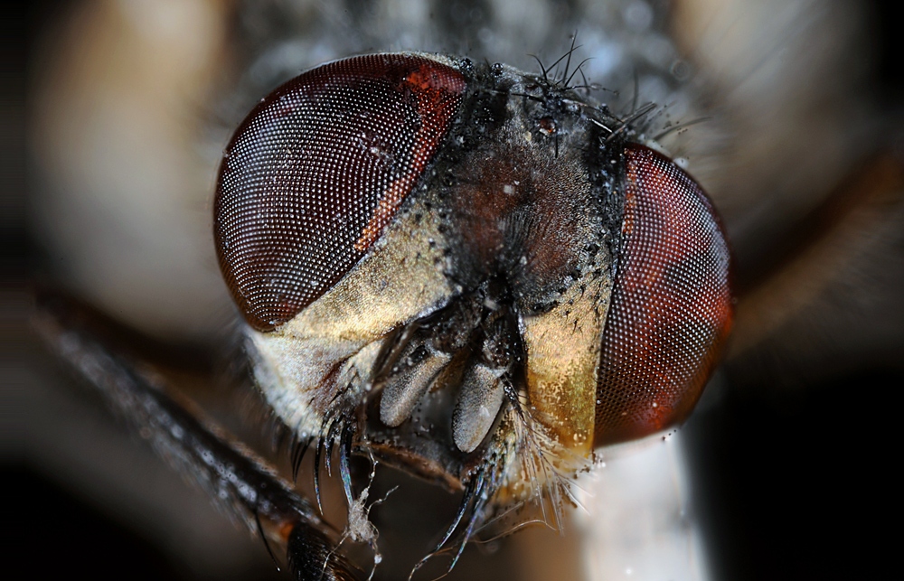 weibliche Stubenfliege (Musca domestica)