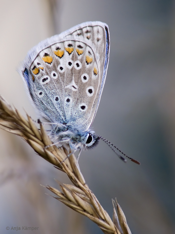 ...zur blauen Stunde...