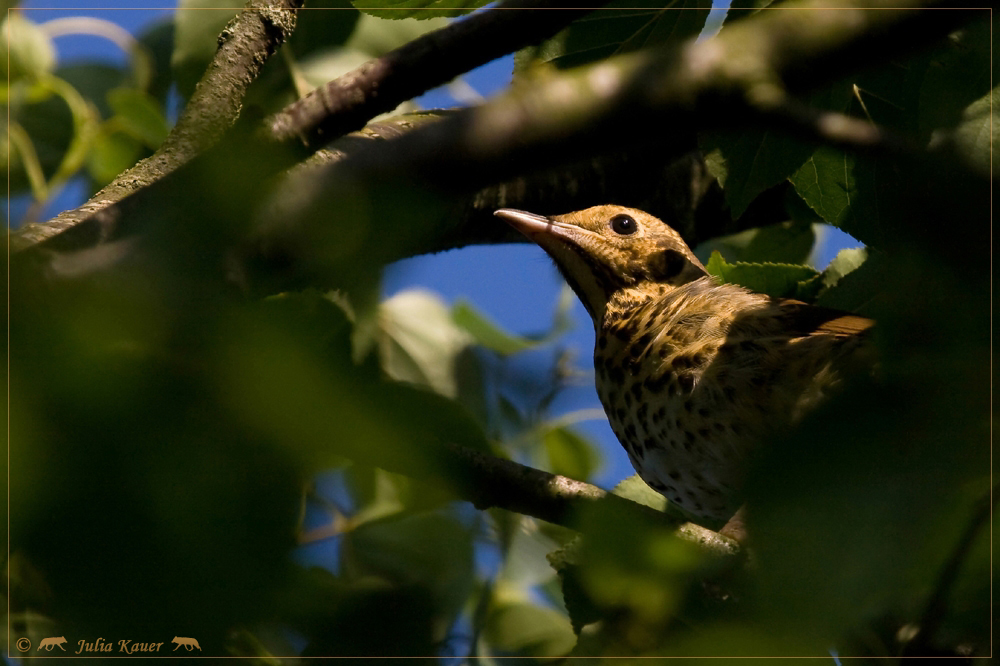 Singdrossel (Turdus philomelos)