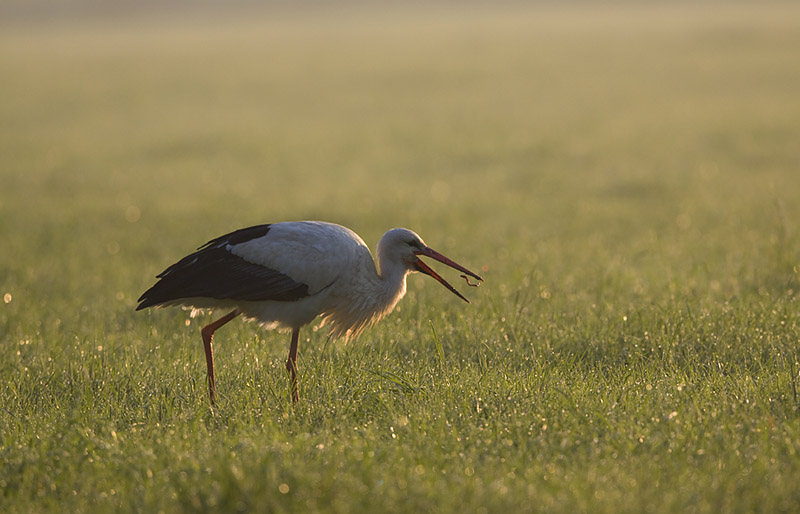 Der frühe Vogel fängt den Wurm....