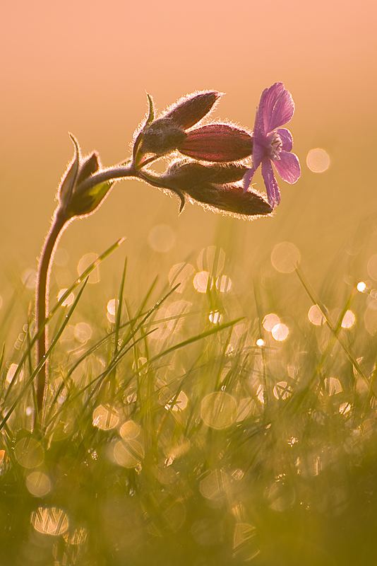 Morgenlicht