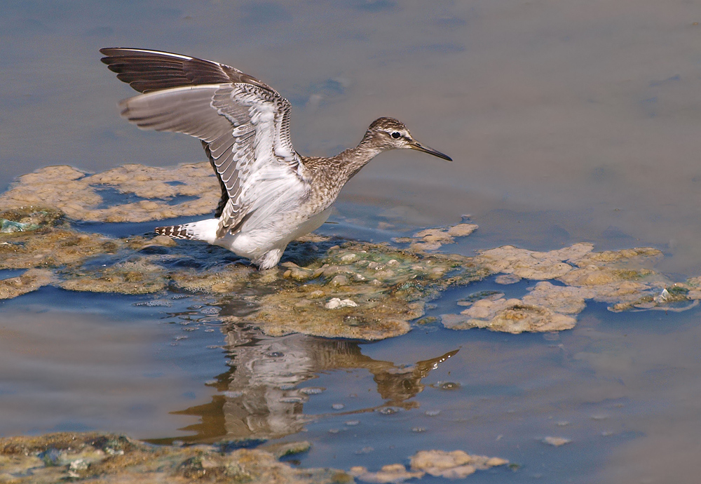 Bruchwasserläufer (Tringa Glareola)