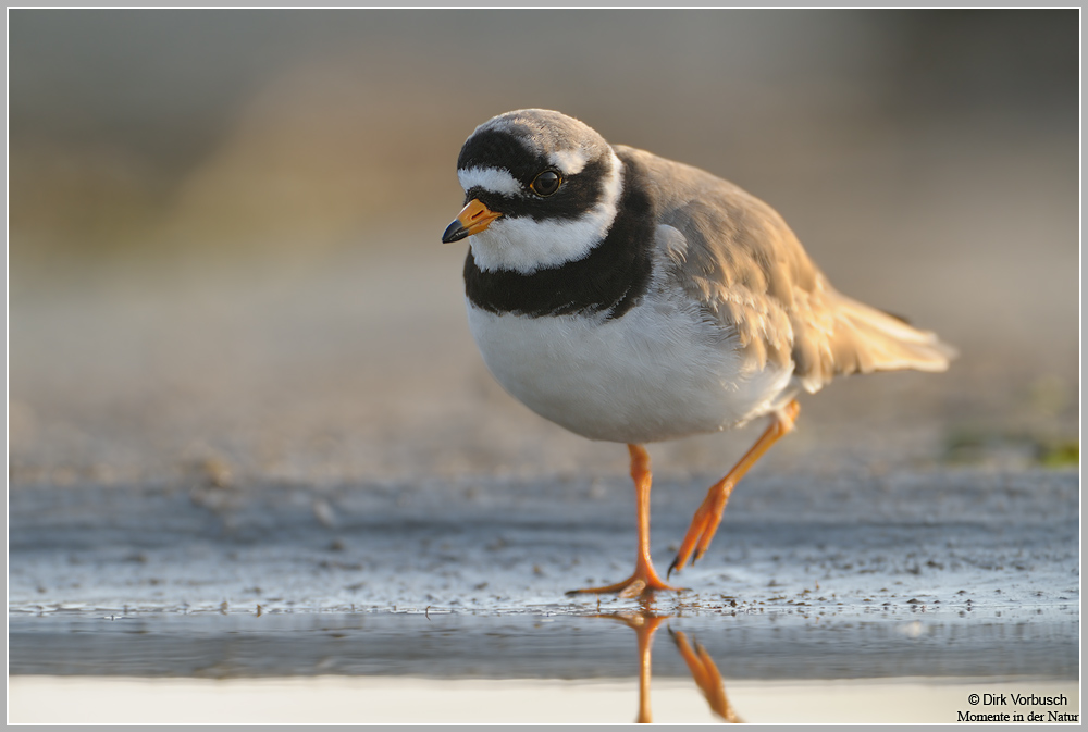 Sandregenpfeifer (Charadrius hiaticula)