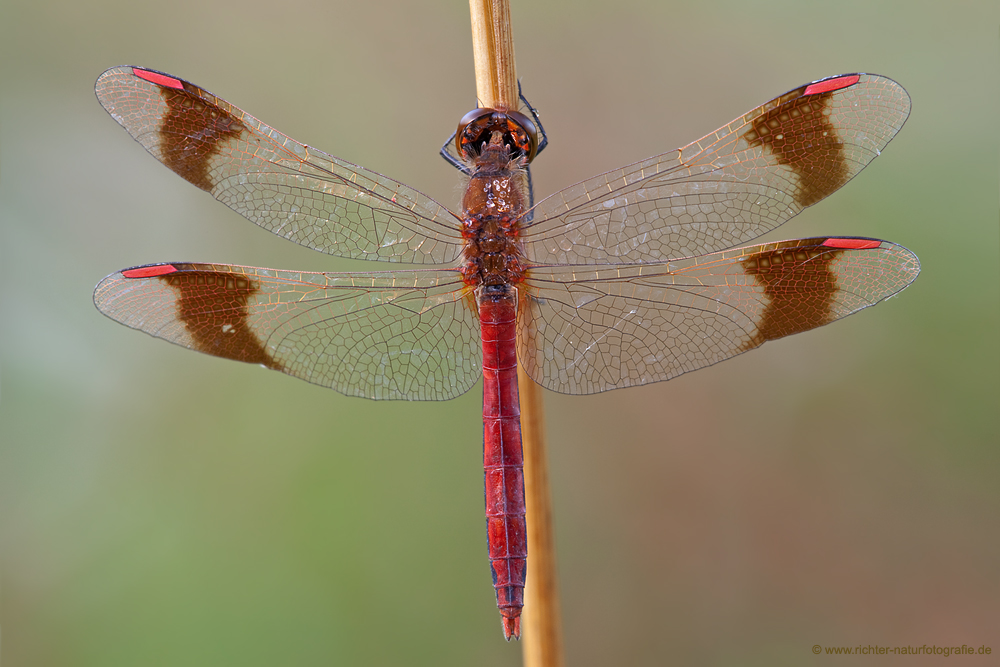 Sympetrum pedemontanum  - Gebänderte Heidelibelle