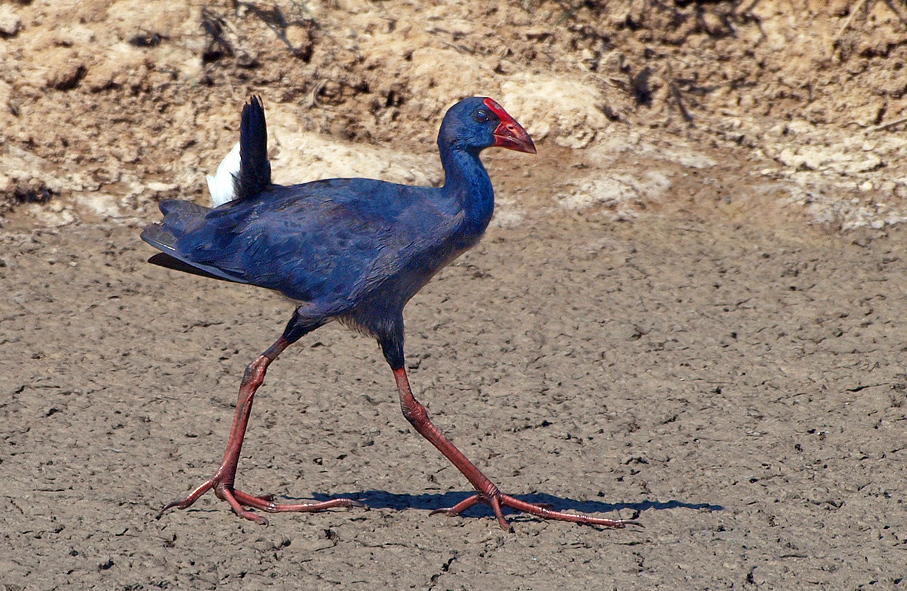 Purpurralle (Porphyrio porphyrio)