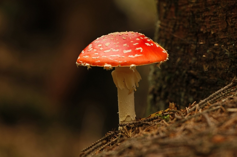 Fliegenpilz
