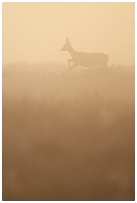 Reh im Nebel