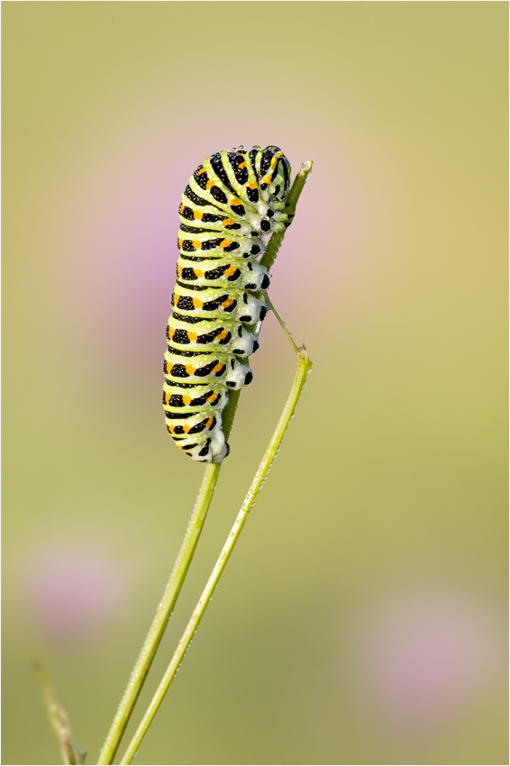 *** Wild Thing ***