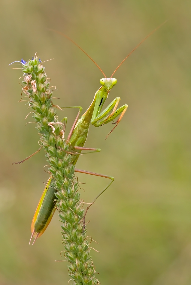 Hallo an alle Naturfotografen