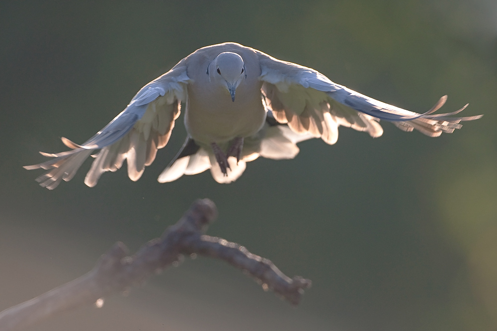 Türkentaube (Streptopelia decaocto)