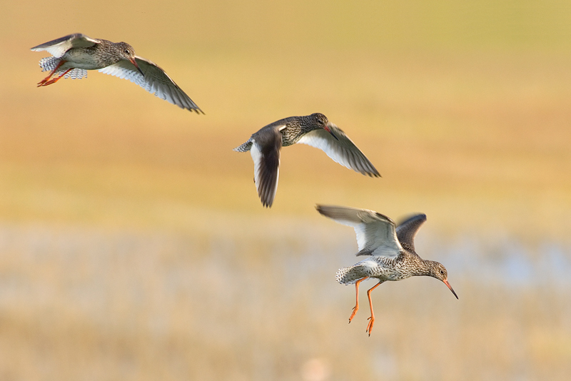 Rotschenkel im Landeanflug