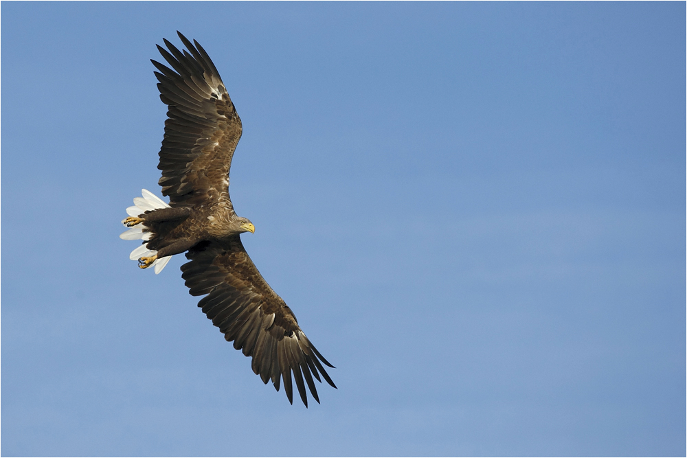 Boddenadler