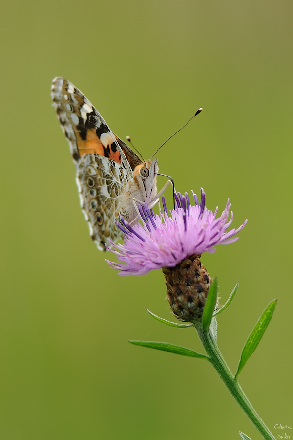 Vanessa cardui