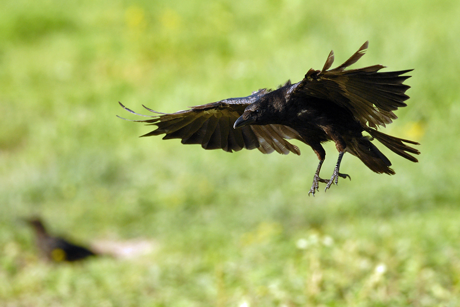 Toss the feathers