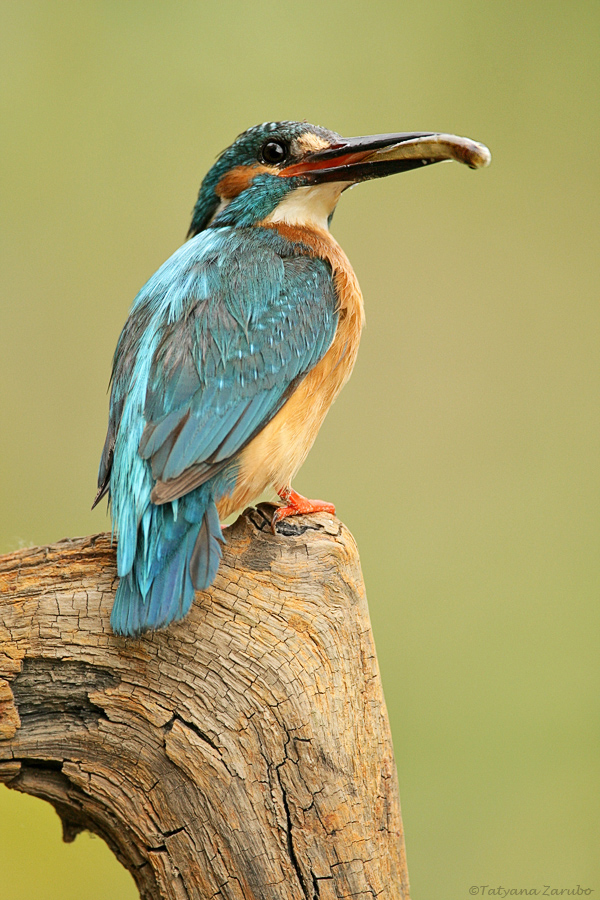 Eisvogel (Alcedo atthis)