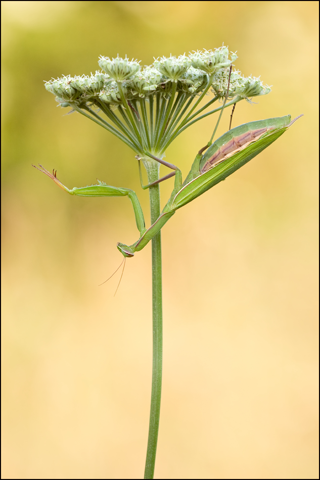 Auch ne Mantis