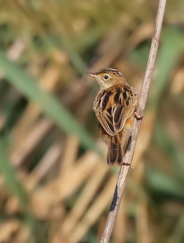 Cistensänger (Cisticola juncidis)