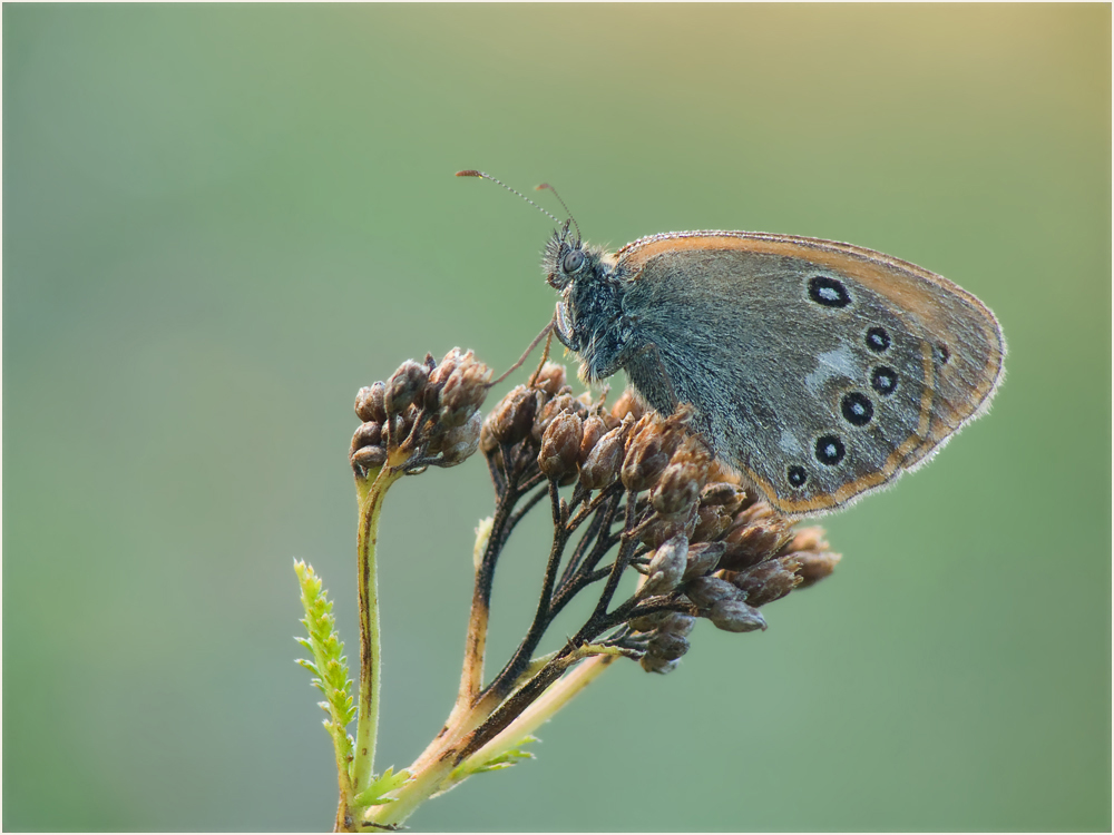 Wiesenvoegelchen