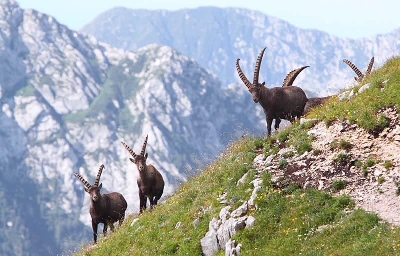Steinböcke in den Alpen 1 (oder: ..."so lange die Füße tragen")