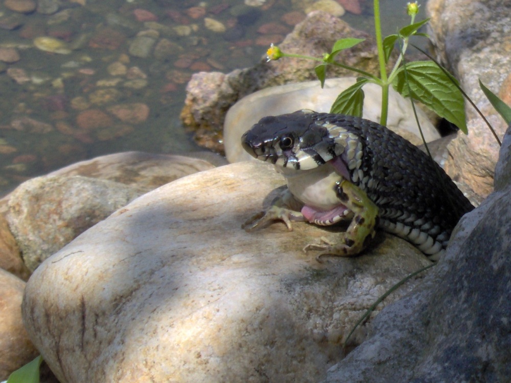 Froschschenkel zum Mittag