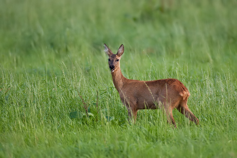 Reh (Capreolus capreolus)