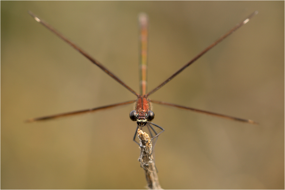 Bronzene Prachtlibelle