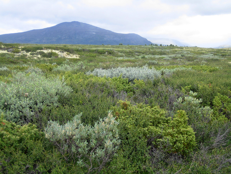 ~Dovrefjell Classic~