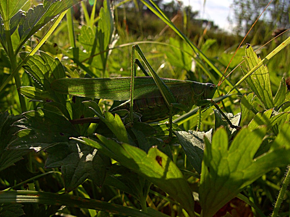 Großes Grünes Heupferd(Tettigonia viridissima)