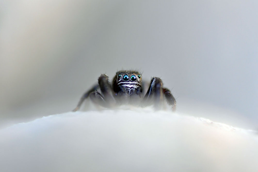 Springspinne