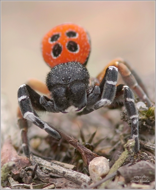 Rote Röhrenspinne (Eresus kollari)