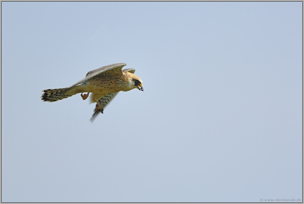 mit Beutefang... Rotfußfalke *Falco vespertinus*