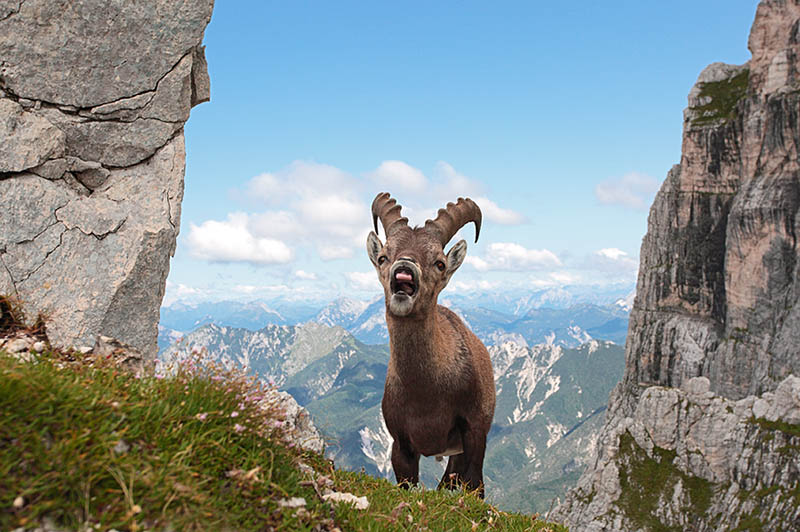 Steinböcke in den Alpen 2 (oder: ..."so lange die Füße tragen")