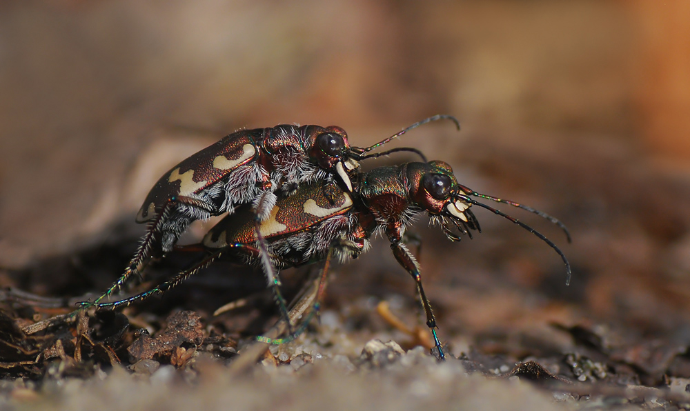 Käfer am Abend