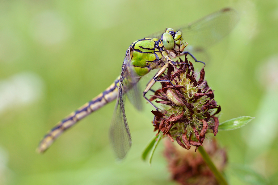 Ophiogomphus cecilia