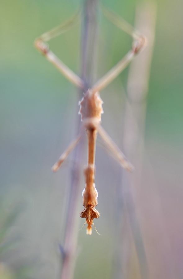 ~empusa pennata~