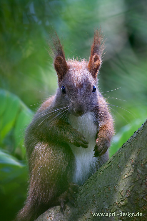 Europäisches Eichhörnchen