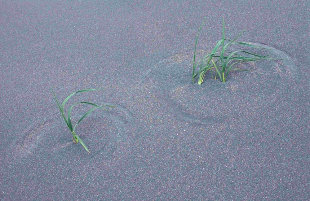 Hilfe bei Bestimmung gesucht: Strandhafer?