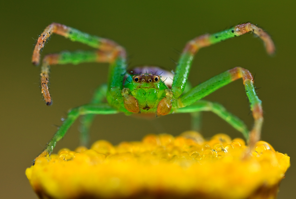 Grüne Krabbenspinne