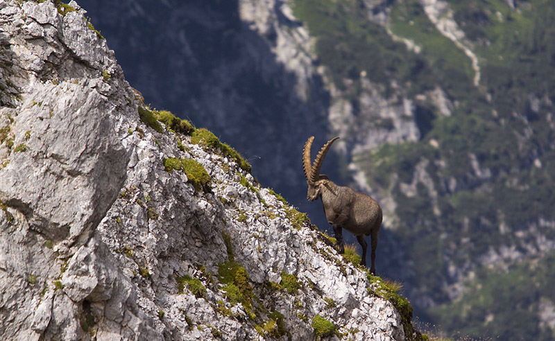 Steinböcke in den Alpen 3 (oder: ..."so lange die Füße tragen"