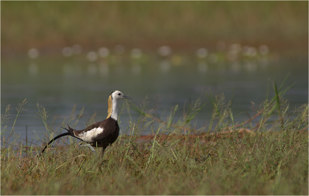 Jacana und Glaskugeln...