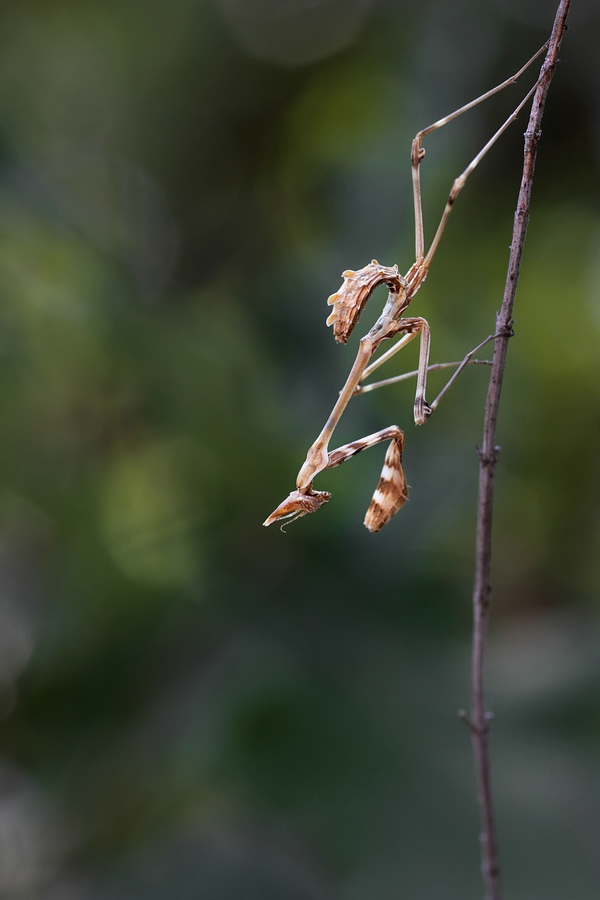 Empusa