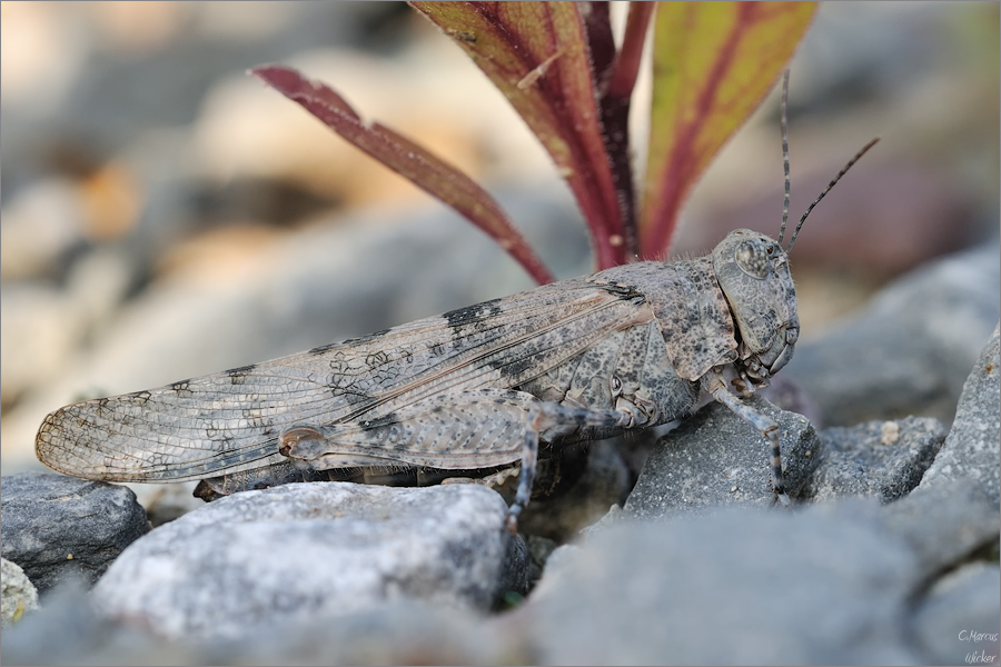 Sphingonotus~caerulans