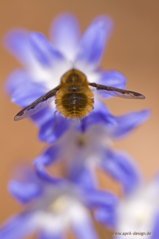 Großer Wollschweber (Bombylius major)