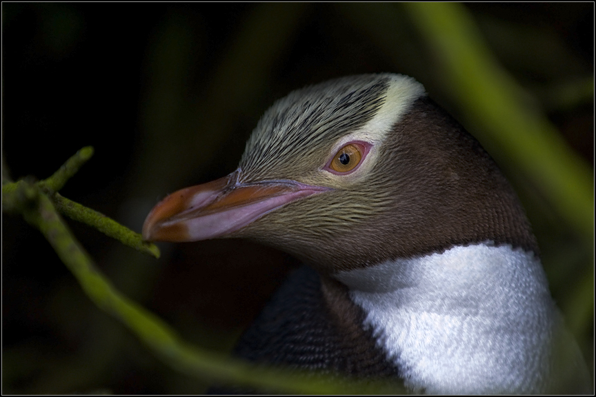 ein gelbaugenpinguin
